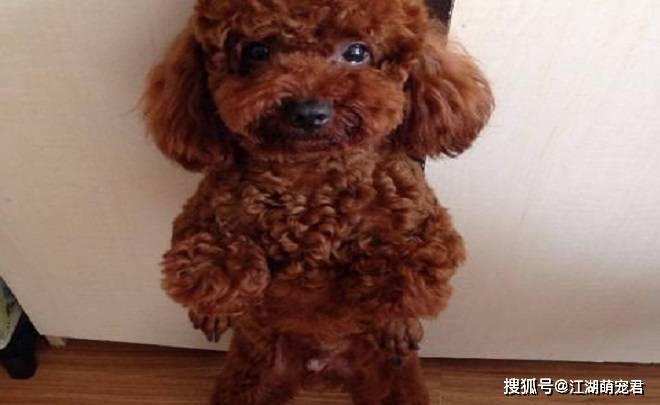 如果你打算养泰迪犬,这5件事情不要做,会伤害它