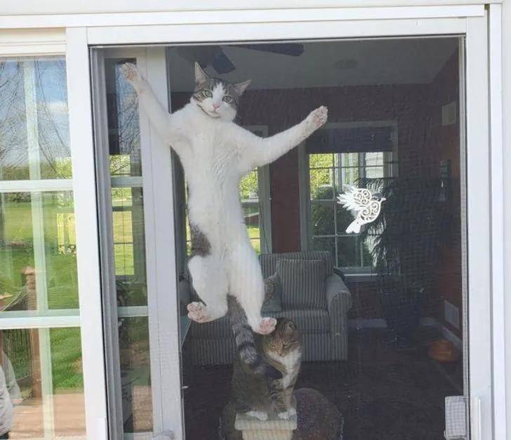猫咪在家的迷惑行为大赏:论打发时间,我只服猫!