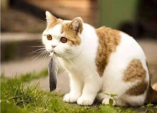 猫咪能感受到主人的不开心吗