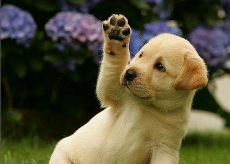 汉字中的犬和狗有什么区别?为什么自谦用“犬”,骂人用“狗”?