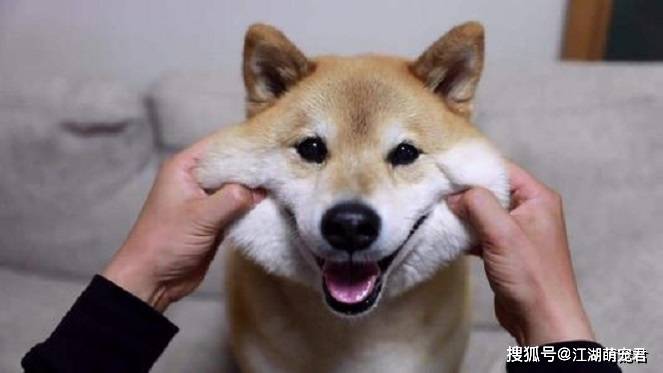 训练狗狗的5个方法,宠主赶紧看看,对你养狗有很大的帮助