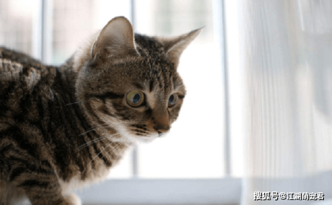 想养狸花猫吗?带你了解它的优点和缺点,希望你也喜欢它