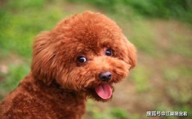 如果你打算养泰迪犬,这5件事情不要做,会伤害它