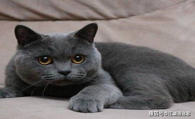 养了英短猫以后,不想养别的猫了,因为它有6个优点