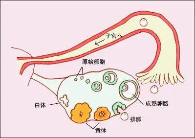 【花资】【转】不孕症要做哪些检查?了解这些接“好孕”