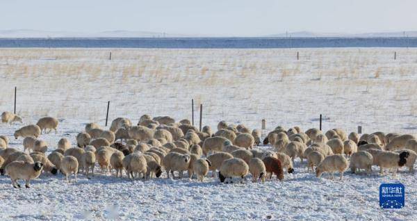 【转】锡林郭勒草原冬日美景