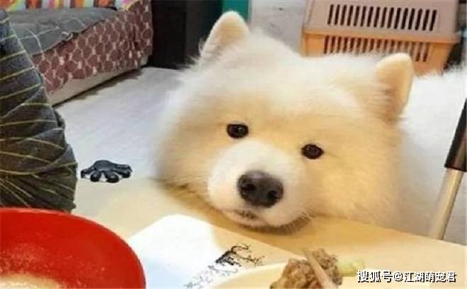 养了萨摩以后,我后悔了,因为它有7个缺点