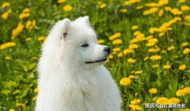 养了萨摩以后,我后悔了,因为它有7个缺点