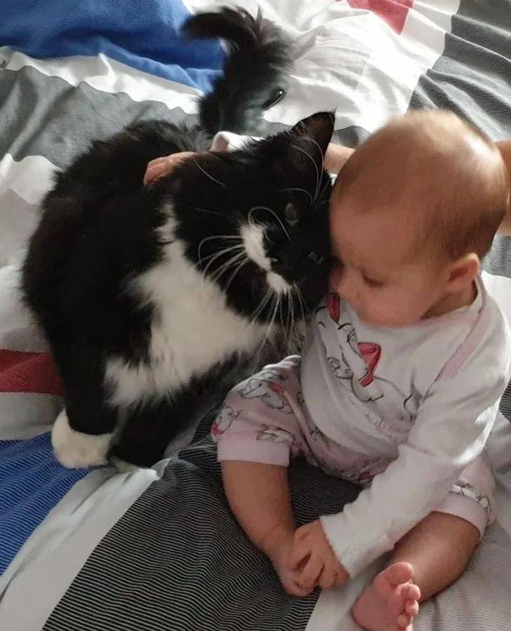 一组可爱温暖的猫咪图片:原来猫咪远比我们想象中的更依赖主人