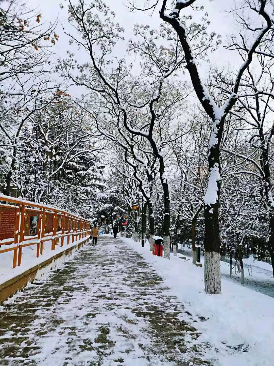 一场大雪,让烟台美翻全国