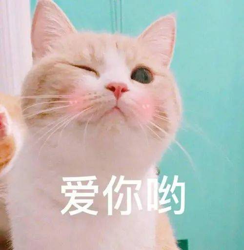 猫咪能感受到主人的不开心吗