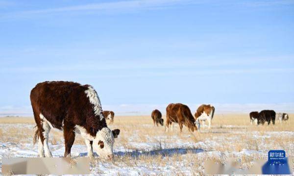 【转】锡林郭勒草原冬日美景
