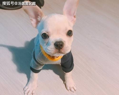 【养宠小知识】三个月法斗拉软便,是不是吃多了
