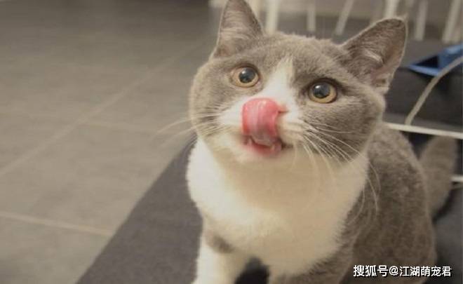 养了英短猫以后,不想养别的猫了,因为它有6个优点