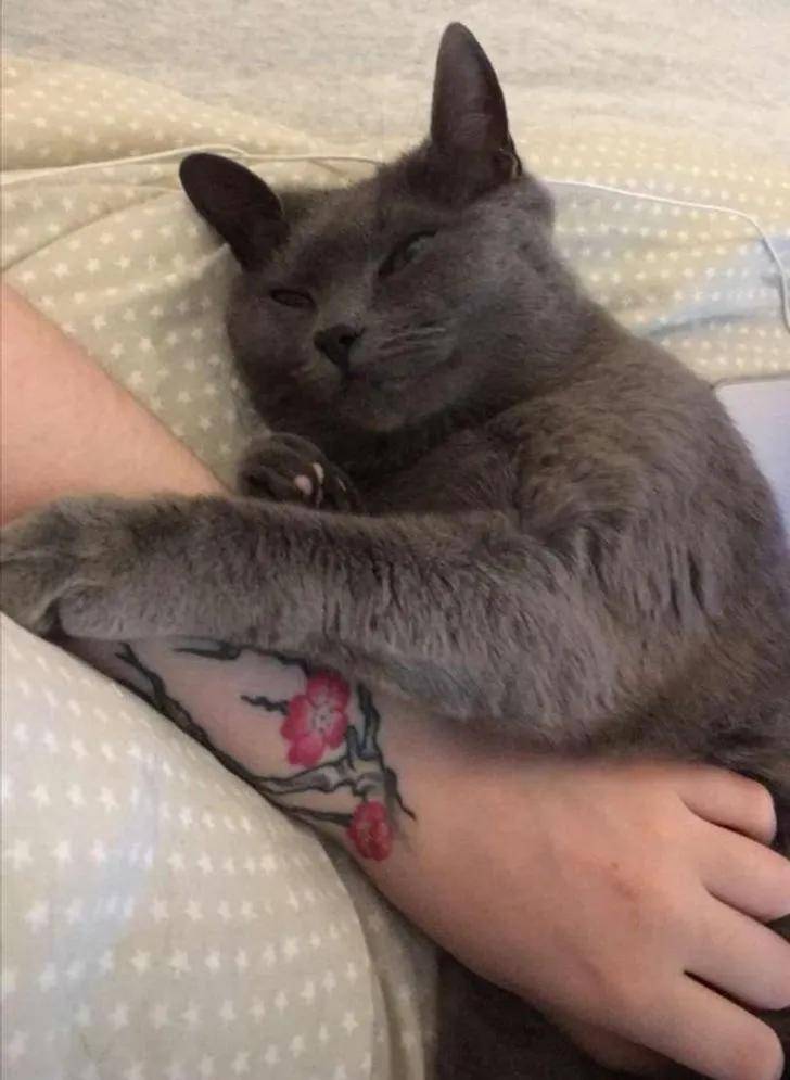 一组可爱温暖的猫咪图片:原来猫咪远比我们想象中的更依赖主人