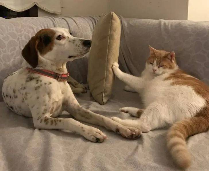 猫咪在家的迷惑行为大赏:论打发时间,我只服猫!