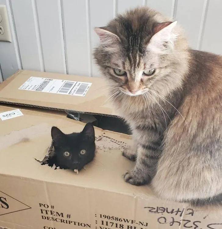 猫咪在家的迷惑行为大赏:论打发时间,我只服猫!