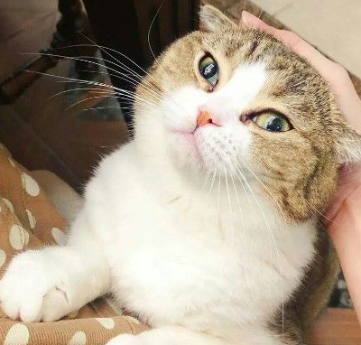 忍无可忍无须再忍,猫咪:把你的手拿开,本喵不要鱼干了