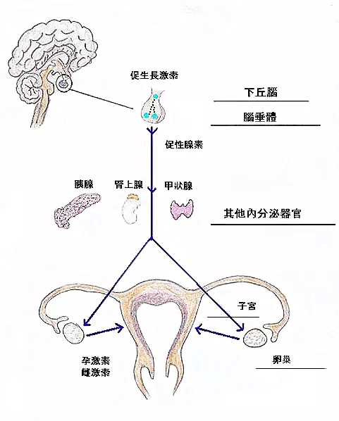 【花资】【转】不孕症要做哪些检查?了解这些接“好孕”