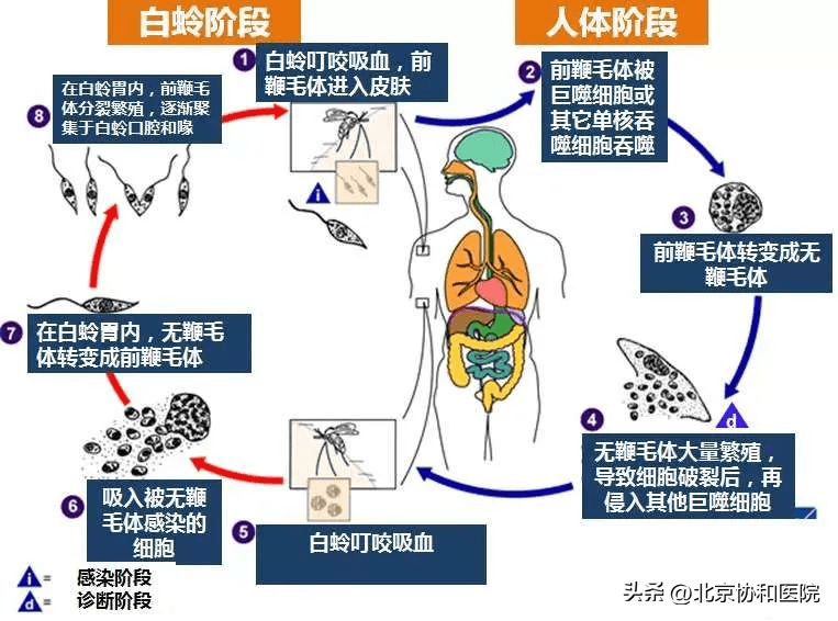 【花资】【转】秋季出游防叮咬,要格外注意这种小昆虫