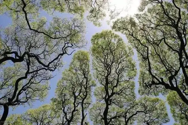 趣味科普 | 树冠羞避——彬彬有礼的树木们