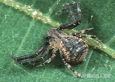 动物知识:蟹蛛总科之蟹蛛科