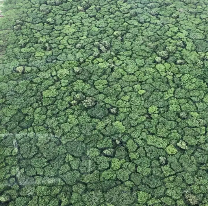趣味科普 | 树冠羞避——彬彬有礼的树木们