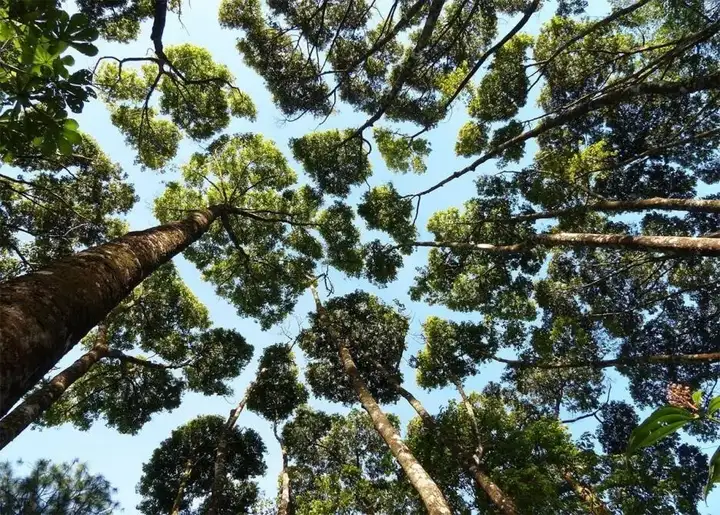 趣味科普 | 树冠羞避——彬彬有礼的树木们