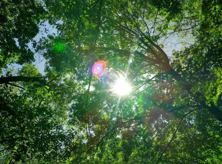 趣味科普 | 树冠羞避——彬彬有礼的树木们