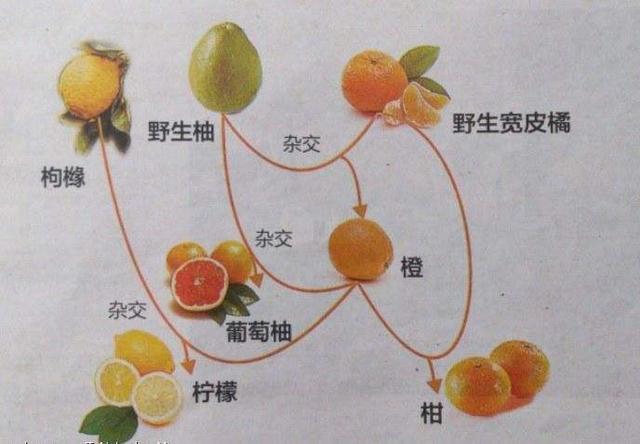 橙子竟然是橘子和柚子杂交而来的