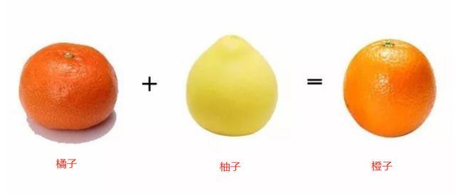 橙子竟然是橘子和柚子杂交而来的