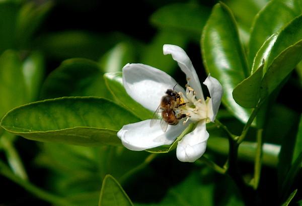 橙子竟然是橘子和柚子杂交而来的