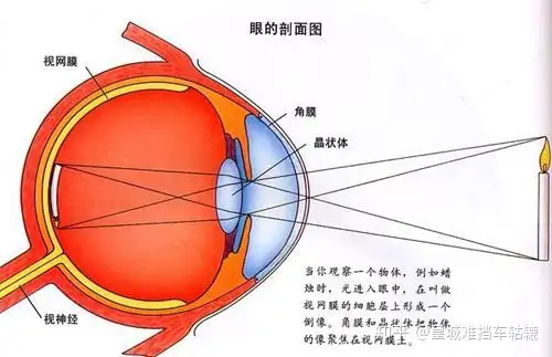 【萌喵】【转】怎么让眼睛恢复正常(不近视)