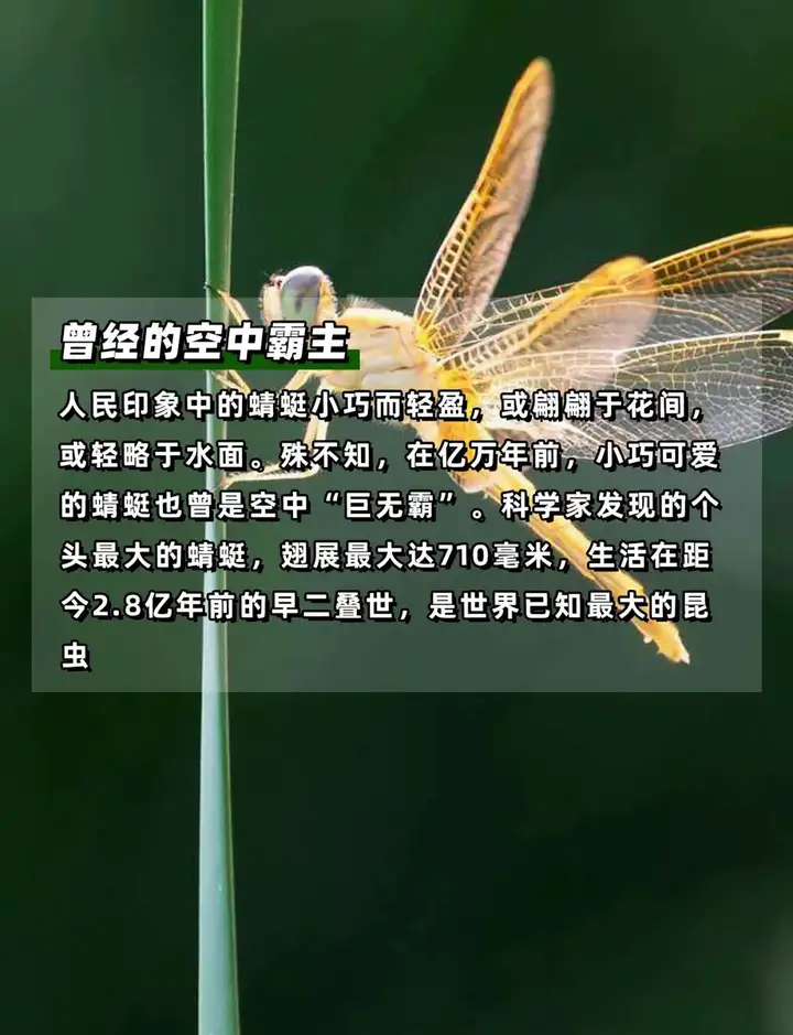 夏天来了,到底什么动物是吃蚊子最多的?