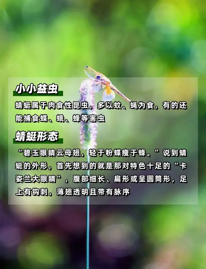 夏天来了,到底什么动物是吃蚊子最多的?