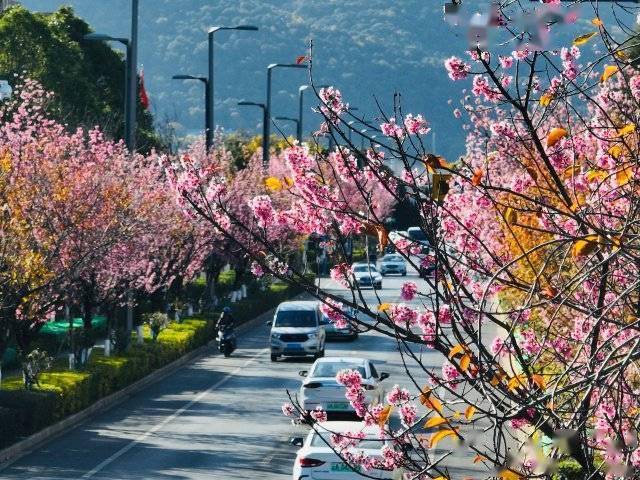【转】昆明冬日限定赏冬樱花攻略