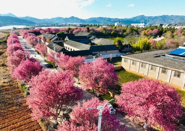 【转】昆明冬日限定赏冬樱花攻略