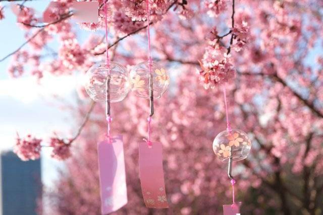 【转】昆明冬日限定赏冬樱花攻略