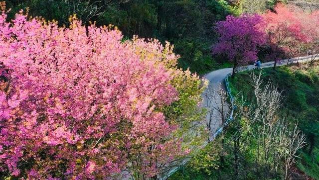 【转】昆明冬日限定赏冬樱花攻略