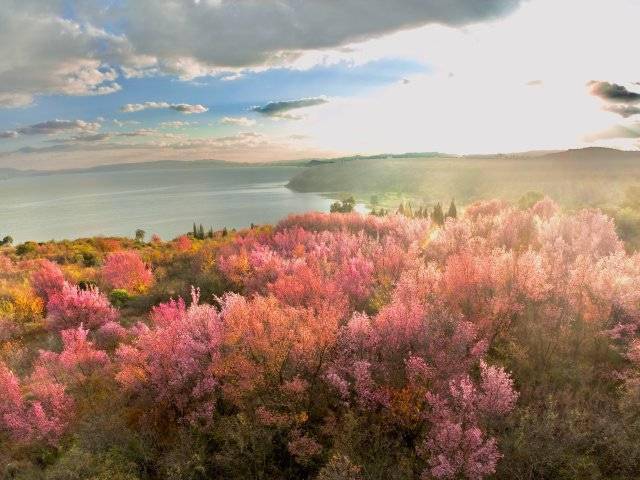 【转】昆明冬日限定赏冬樱花攻略