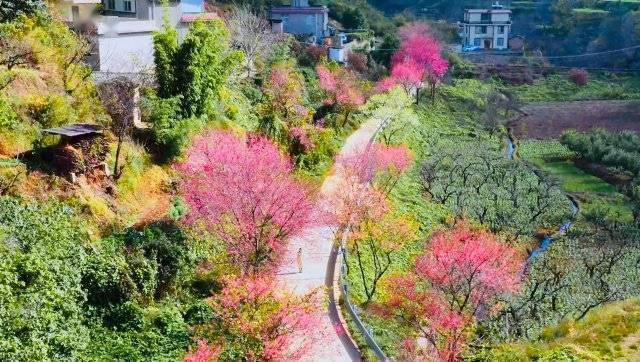 【转】昆明冬日限定赏冬樱花攻略