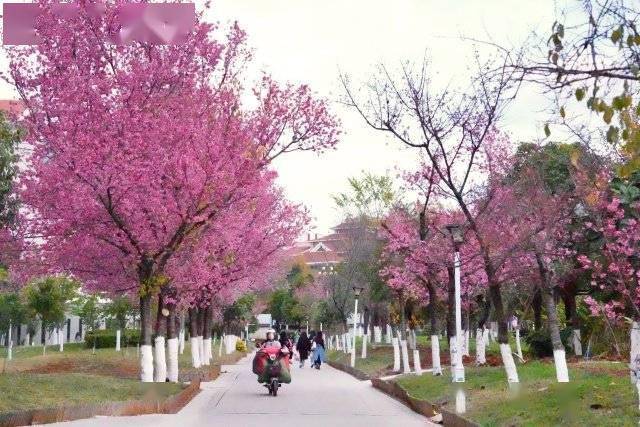 【转】昆明冬日限定赏冬樱花攻略