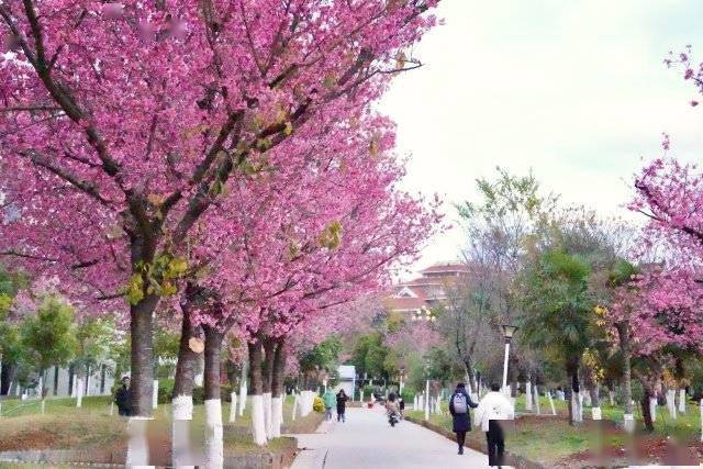 【转】昆明冬日限定赏冬樱花攻略