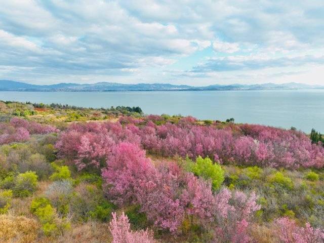 【转】昆明冬日限定赏冬樱花攻略