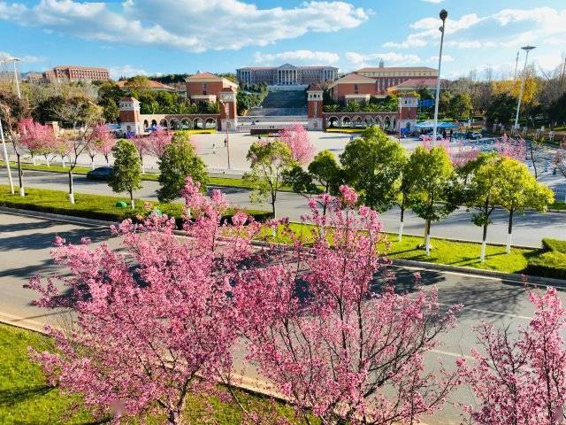 【转】昆明冬日限定赏冬樱花攻略