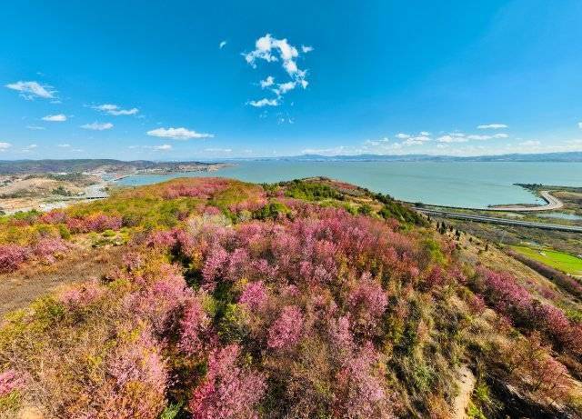 【转】昆明冬日限定赏冬樱花攻略