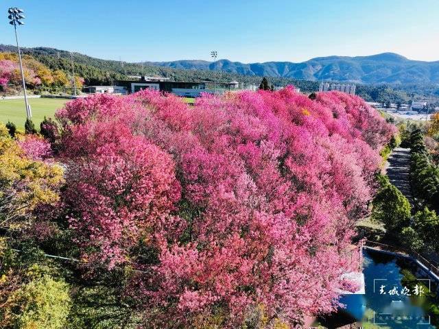 【转】昆明冬日限定赏冬樱花攻略