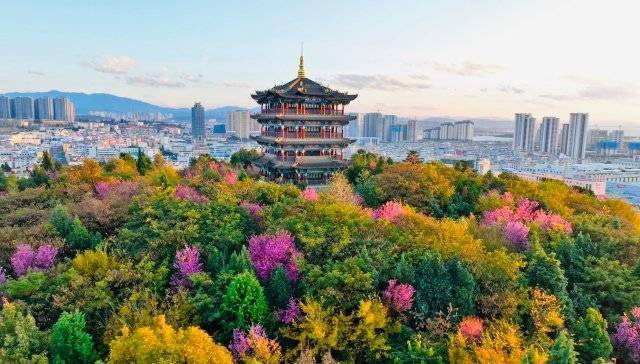 【转】昆明冬日限定赏冬樱花攻略