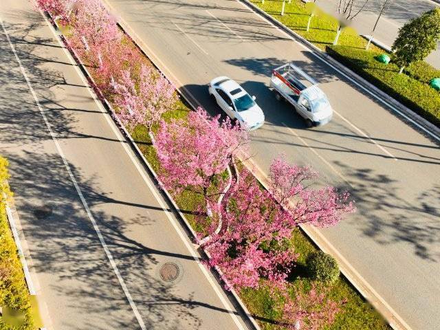 【转】昆明冬日限定赏冬樱花攻略