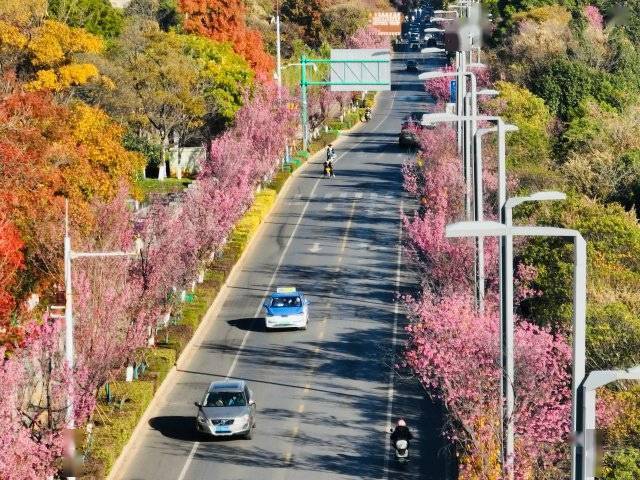 【转】昆明冬日限定赏冬樱花攻略